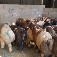 بره چاق کشتاری کمر لوله