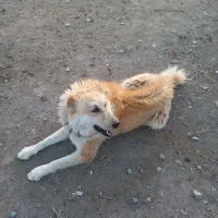 واگذاری سگ|سگ|زهان, |دیوار