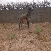 کره الان نر ۷ ماهه