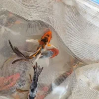 ماهی کوی|ماهی|یزد, |دیوار