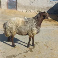 قوچ|حیوانات مزرعه|بیلوار, |دیوار