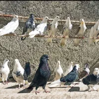 کبوتر پرشی|پرنده|نوکنده, |دیوار