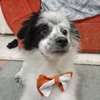 واگذاری رایگان