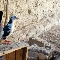 کبوتر کفتر پلنگ سیاه