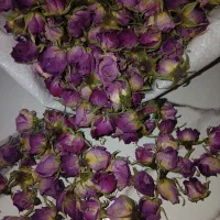 گل محمدی ارسالی