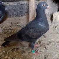 سه تا کفتر پرشی|پرنده|چناران, |دیوار