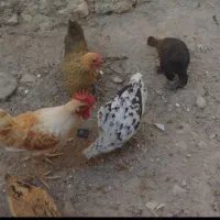 مرغ محلی