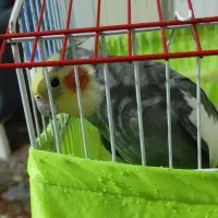 فروش عروس هلندی نر بالغ سخنگو هفت کلمه صحبت میکنه