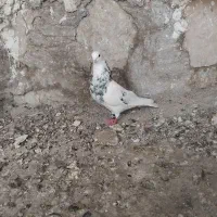 کبوتر|پرنده|ایذه, |دیوار