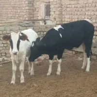 گوساله ماده