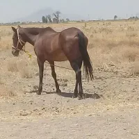 اسب مادیون درشور . شکم پور درجه یک|اسب و تجهیزات اسب‌سواری|شیراز, حومه شیراز|دیوار