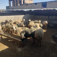 فروش20راس میش بختیاری 6راس بره دار مابقی ابستن