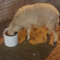 حمیدیه|حیوانات مزرعه|حمیدیه, |دیوار