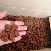 کشمش 3کیلویی (کارتنی)