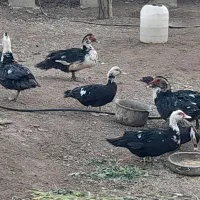اردک روسی