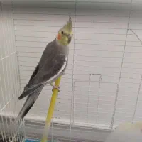 عروس هلندی بالغ|پرنده|صدرا-فارس, فاز ۱|دیوار