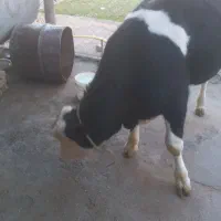 یک راس گوساله نر سمینتال