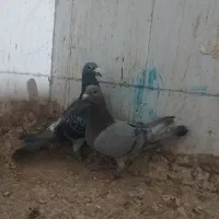 یک جفت آلمانی گردن کلفت خیله قلدر