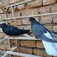 کبوتر ۳جفت زیل دمسفید|پرنده|تاکستان, |دیوار