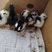 جوجه گلین خال سوزنی وپنگوئنی