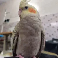 عروس هلندی گمشده|حیوانات|اسلام‌شهر, شهرک سعیدیه|دیوار