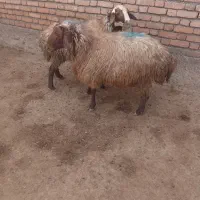 دوعدد قوچ سالم