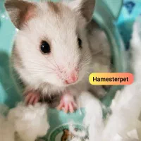 همستر تربیت شده گوگولی با لوازم|موش و خرگوش|تهران, جوادیه|دیوار