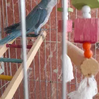 راهب نر آبی