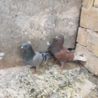 مفلق فروشی|پرنده|یزد, |دیوار