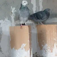 کبوتر پلاکی