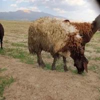 بره ماده درجه یک فروش