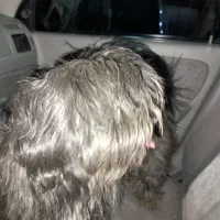 حیوان خانگی سگ|سگ|پردیس, فاز ۶|دیوار