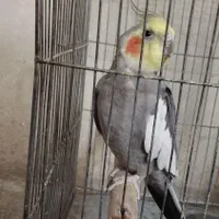 پرنده|پرنده|بروجن, |دیوار