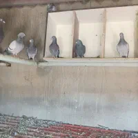 فروش کفتر|پرنده|آذرشهر, |دیوار