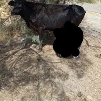 فروش فوری