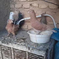 ۵ تا کفتر بهبهانی نر هوایی باهم ۵۰۰|پرنده|شیراز, شهرک زینبیه|دیوار