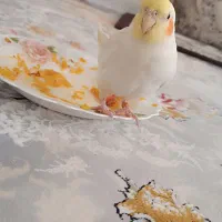 عروس هلندی سخنگو|پرنده|شهرکرد, |دیوار