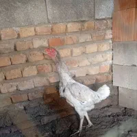 مرغ لاری اصل