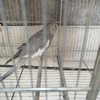 ماده قناری|پرنده|ابریشم, |دیوار