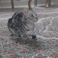 واگذاری گربه