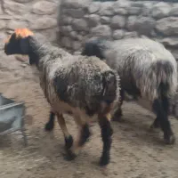میش