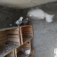 گفتر
