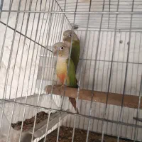 طوطی گرینچیک مولد روی جوجه