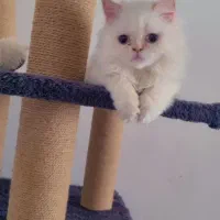 بچه گربه پرشین سوپر فلت