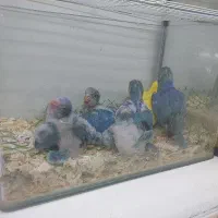 دنیای ملنگو گیرینچیک راهب شاه طوطی سرلاکی و دونخور