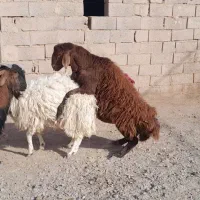 بره نر|حیوانات مزرعه|خواف, |دیوار