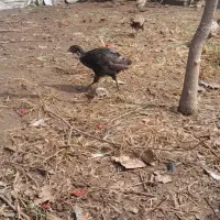 جوجه مرغ و خروس زینتی