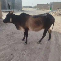 گاو|حیوانات مزرعه|جلگه چاه هاشم, |دیوار