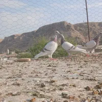 کفتر کبوتر