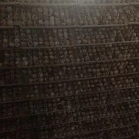 تخم نطفه دار بلدرچین|حیوانات مزرعه|خمینیشهر, |دیوار